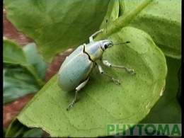 Picudo azul1.jpg