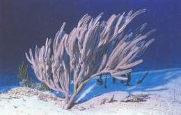 Pterogorgia guadalupensis.jpg