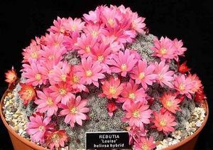 Rebutia-louise-copy.jpg