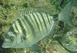 Scharpsnoutbream.jpg