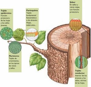 Tejodo Vegetal.jpg