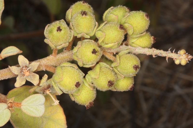 Archivo:Croton danguyanus 3.jpg