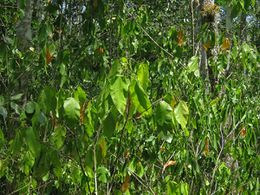 Croton glabellus.jpg