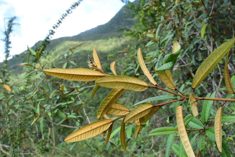 Archivo:Croton impressus.jpeg