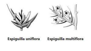 Espiguilla.PNG
