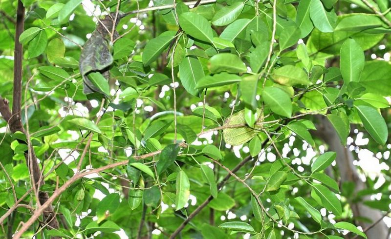 Archivo:Ficus trimenii.jpg