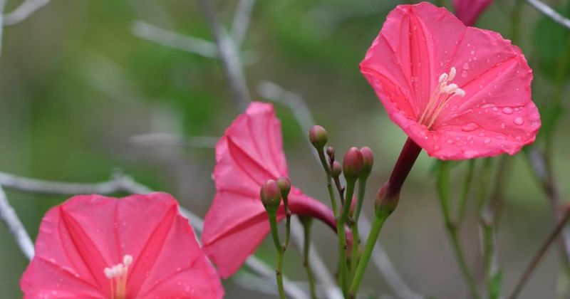 Archivo:Ipomoea microdactyla 2.JPG