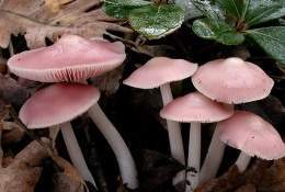 Mycena rosea.jpg