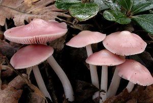 Mycena rosea.jpg