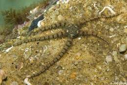 Ophiotrix fragilis.jpg