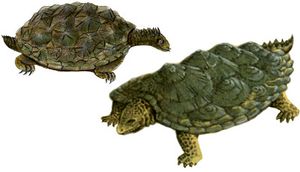 Proganochelys2.jpg