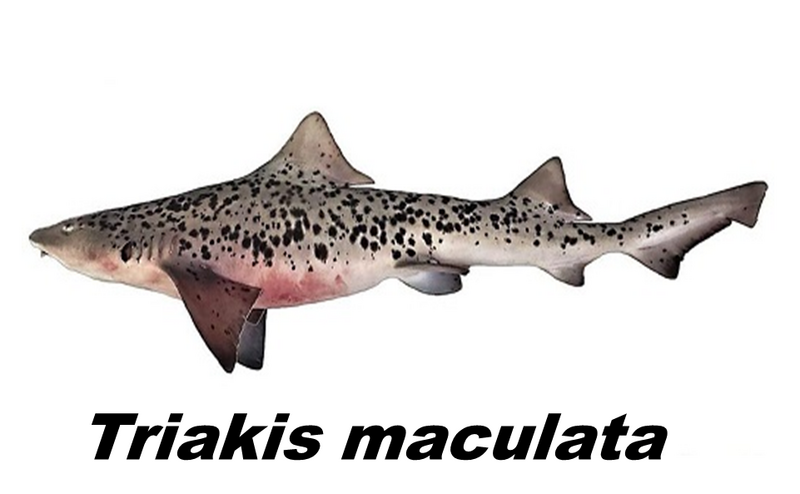 Archivo:Tiburon Tollo .png