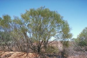 Acacia ampliata.jpg
