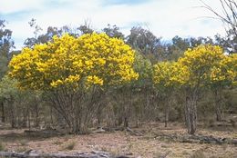 Acacia jucunda.jpg