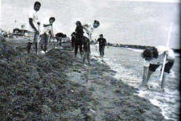 Algas de Sargazo.JPG