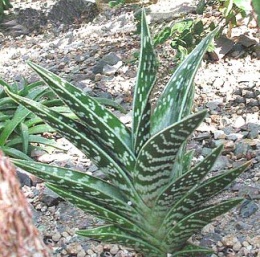 Aloes12.jpeg