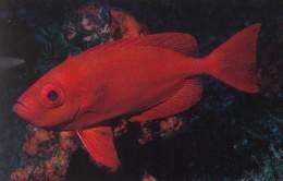 Catalufa toro.jpg