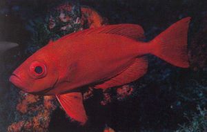Catalufa toro.jpg