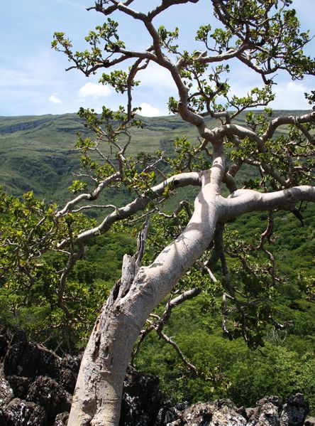 Archivo:Ficus calyptroceras.jpg