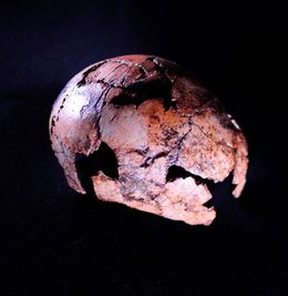 Homo-erectus.jpg