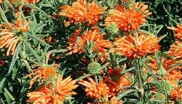 Leonotis nepetifolia.jpg