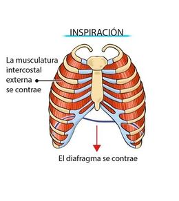 Musculosinspiratorios.jpg