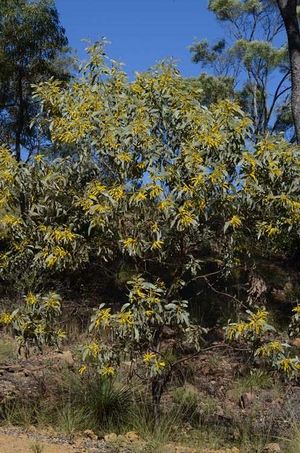 Acacia longispicata.jpg