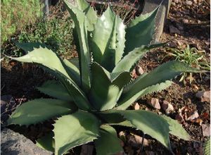 Agave ferox.jpg
