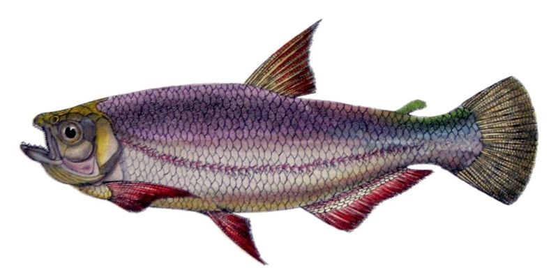 Archivo:Brycon amazonicus de Castelnau.jpg
