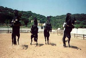 Caballo Mallorquin.jpg