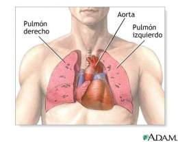 Corazón pulmonar.jpg