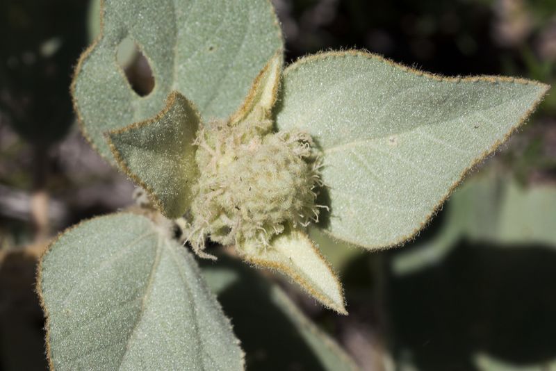 Archivo:Croton subpannosus 3.jpg