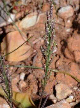 Desmazeria rigida 01.jpg