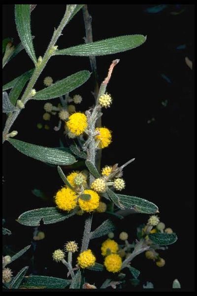 Archivo:Acacia consobrina 2.jpg
