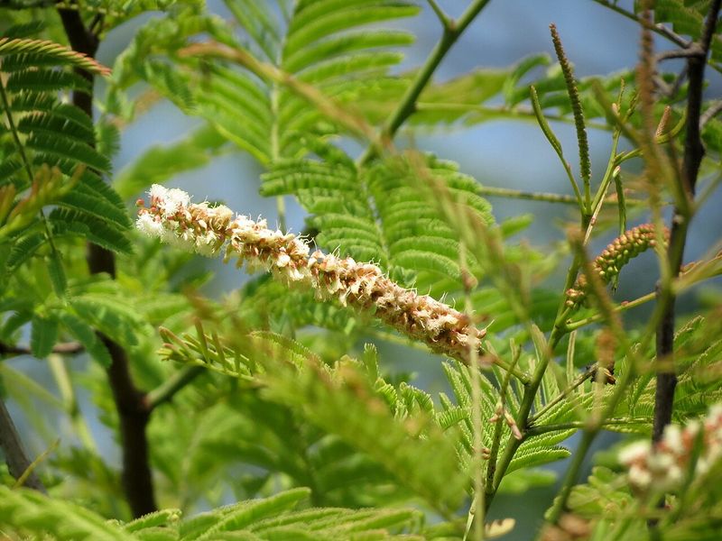 Archivo:Acacia ferruginea 2.jpg