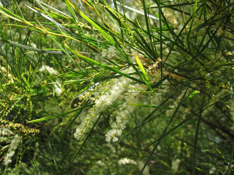 Archivo:Acacia longissima 3.jpg