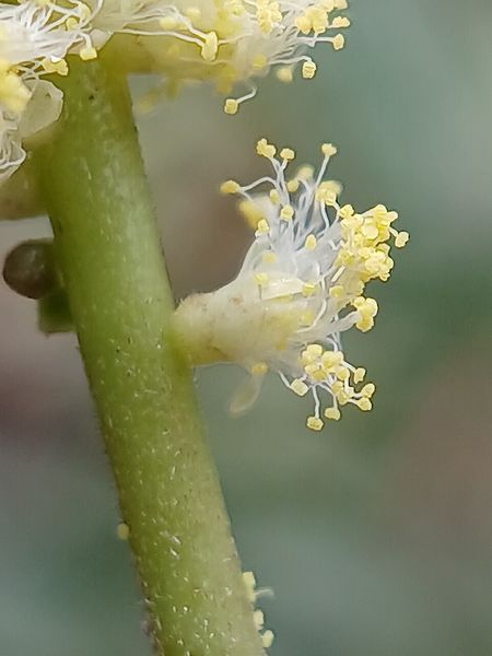 Archivo:Acacia mangium 4.jpg