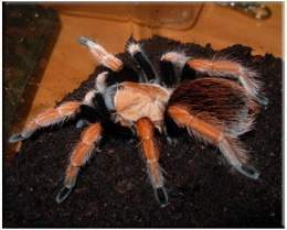 Aphonopelma bicoloratum.jpg