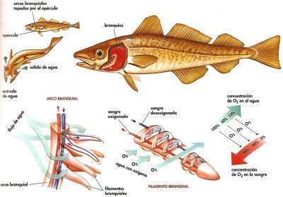 Resultado de imagen de branquias peces