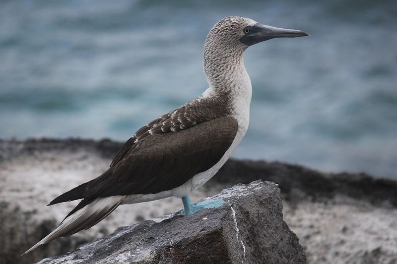 Archivo:Blue-footed-booby.jpg
