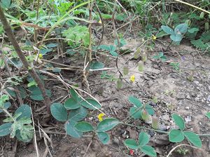 Crotalaria orixensis.jpg