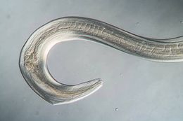 El gusano panagrolaimus kolymaensis logró revivir congelado.jpg