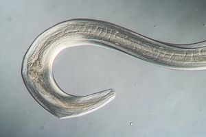 El gusano panagrolaimus kolymaensis logró revivir congelado.jpg