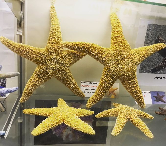 Archivo:Estrellas de mar Pisaster ochraceus.jpg