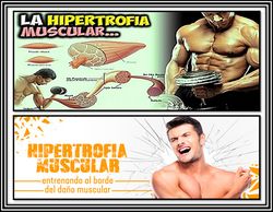 Hipertrofiamuscular.jpg