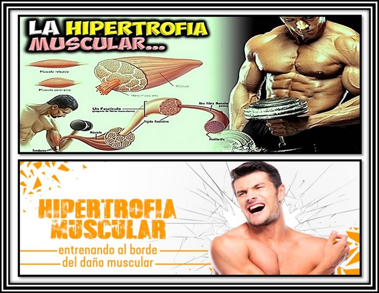Archivo:Hipertrofiamuscular.jpg