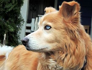 Husky-Golden.jpg