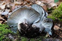 Hygrophorus marzuolus.jpg