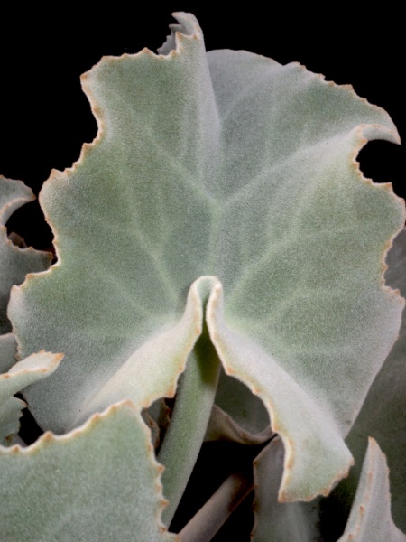 Archivo:K Beharensis.jpeg