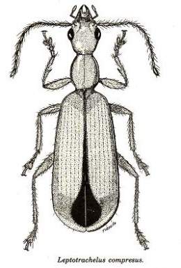 Lectotrachelus compresus.jpg